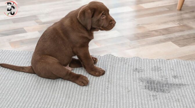 How Do Professional Cleaners Remove Pet Urine Odours From Carpets?