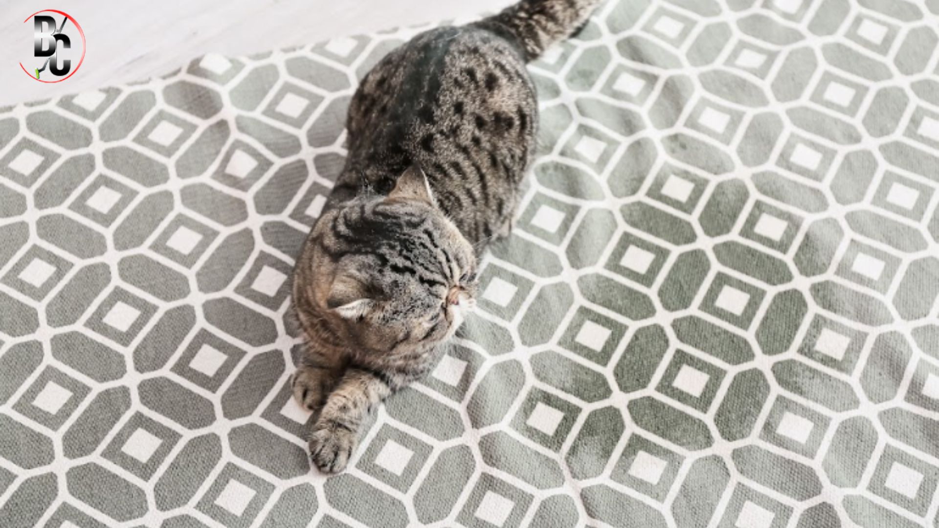 Odour removal for carpets 