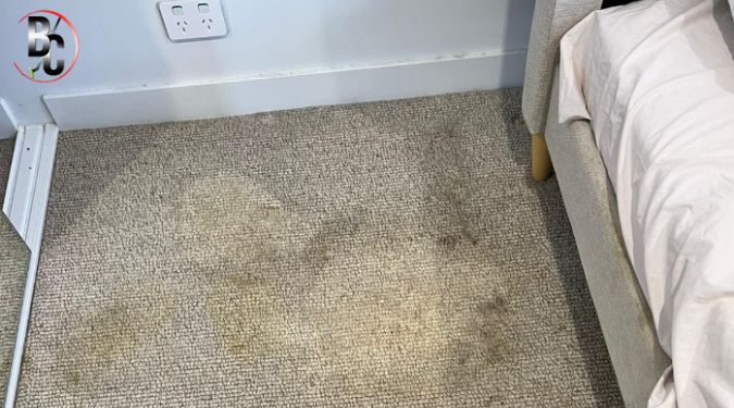 Melbourne’s best carpet cleaners 
