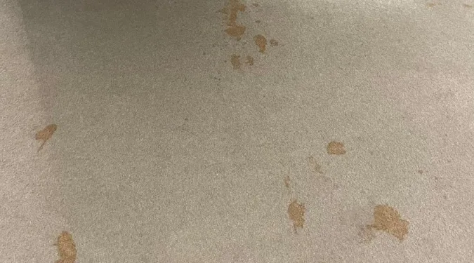 Stains on carpet
