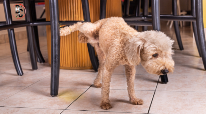 Pet Odour vs Stains