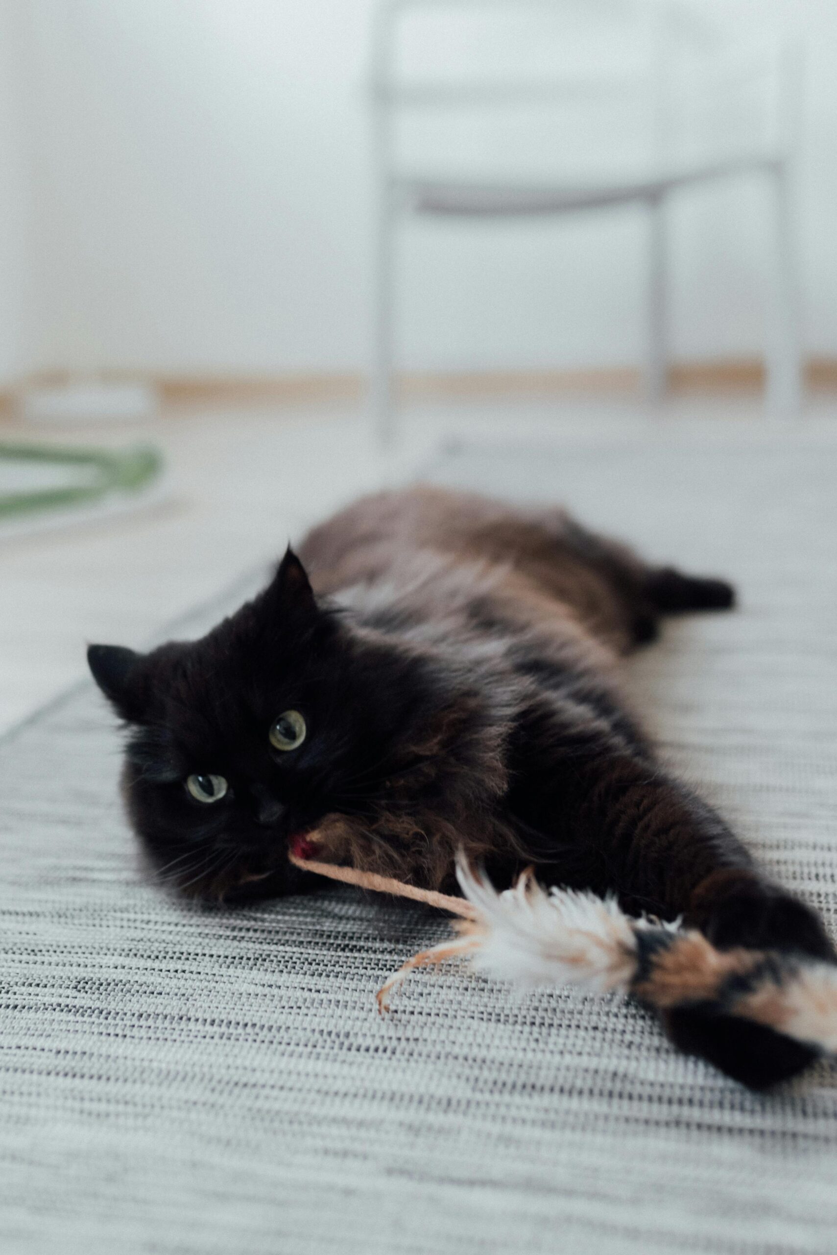 Taking Care of Pet Odours