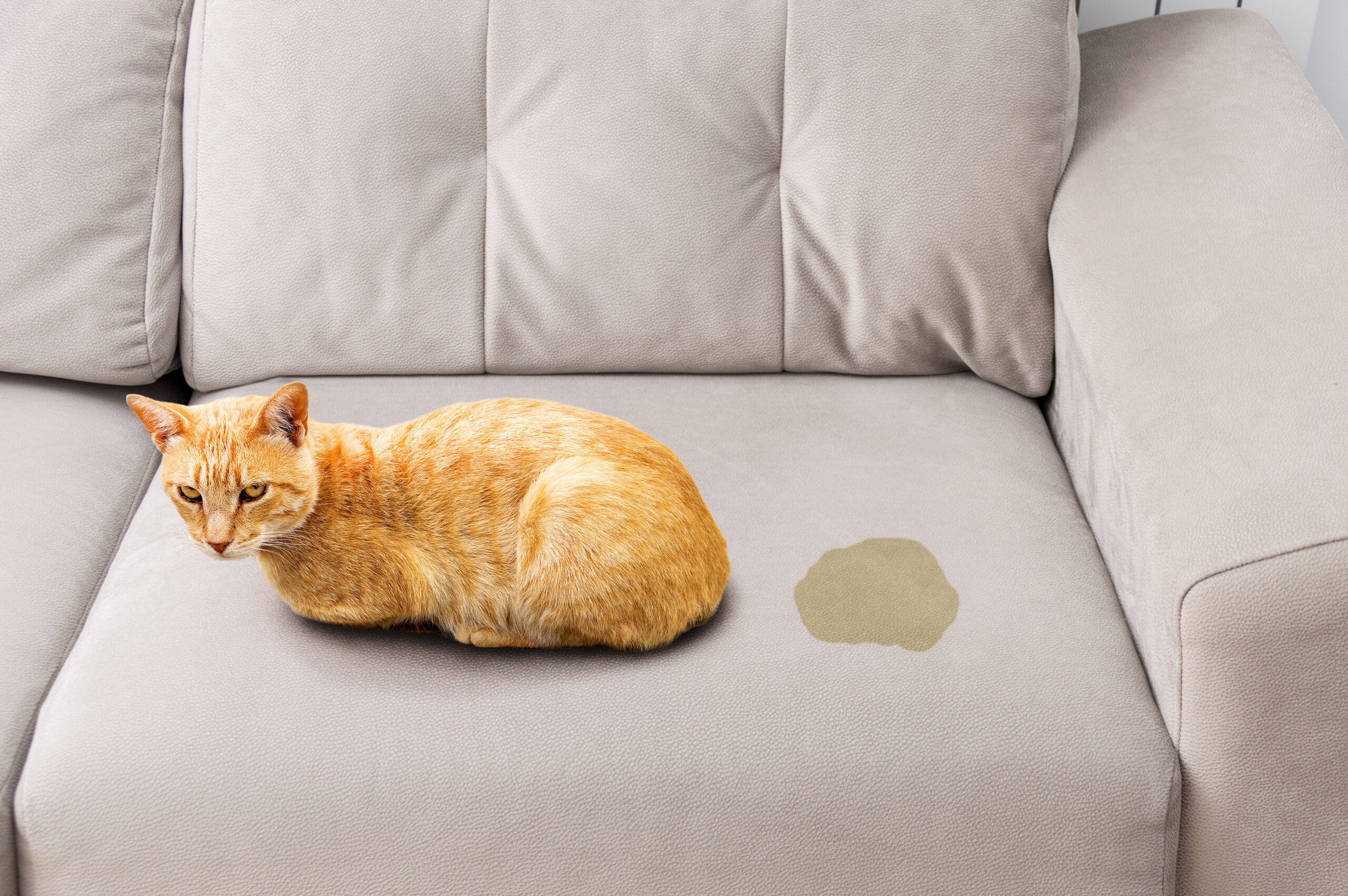 Taking Care of Pet Stains
