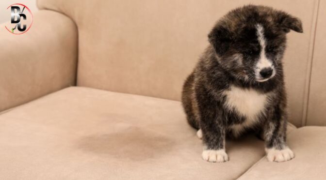 How to Remove Pet Stains and Odours from Carpets – For Good!