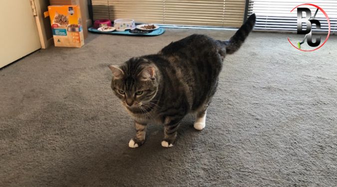 deep steam cleaning Melbourne