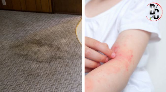 family allergy relief carpet