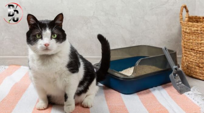 Pet Stains & Odours: What Works, What Doesn’t, and What To Do First