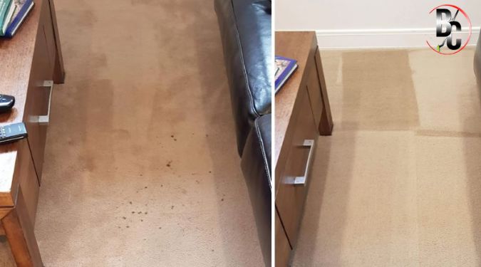 pet stain carpet cleaning 