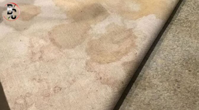 Why Your Carpet Still Smells After Vacuuming — and What Actually Fixes It